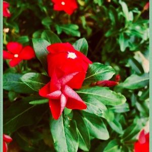 Meet your Posher, Eva